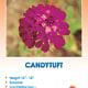Candytuft Wildflower Seeds