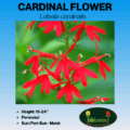 cardinal flower