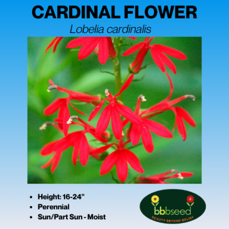 cardinal flower