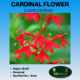 cardinal flower