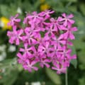 Bright pink Catchfly flower (Silene armeria) with delicate petals.