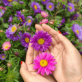 Beautiful pink and purple Aster flowers, also known as Callistephus chinensis 'Powder Puff', in a ga.