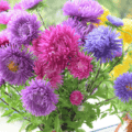 Aster Powder Puff - vibrant purple, pink, and yellow blooms for garden beauty.