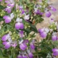 Beautiful Collinsia heterophylla with purple and white flowers, attracting pollinators like bees.
