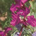 Pink Clarkia flower, Clarkia unguiculata, blooming in a garden.