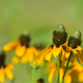 Bright yellow coneflowers with clasping leaves, native to North America.
