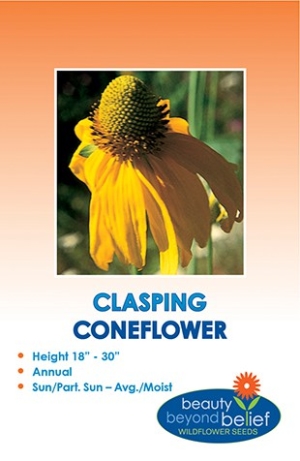 Clasping Coneflower