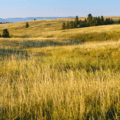 Native grass seed mix in Colorado landscape with rolling hills and natural vegetation.
