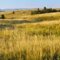 Native grass seed mix in Colorado landscape with rolling hills and natural vegetation.