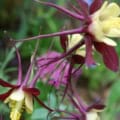 Columbine McKana Giant with yellow and maroon flowers, vibrant and elegant.
