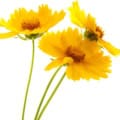 Bright yellow Coreopsis lanceolata flowers with green stems, showcasing vibrant blooms ideal for gar.