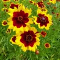 coreopsis
