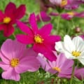 Bright pink, white, and purple Cosmos bipinnatus flowers in full bloom.