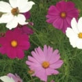 Vivid Cosmos bipinnatus flowers in pink, white, and purple bloom in a lush garden setting.