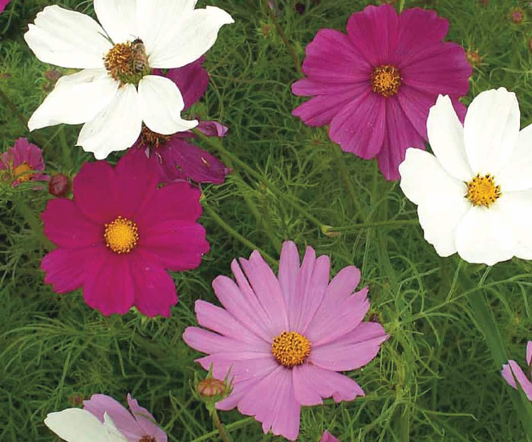 Cosmos – Cosmos bipinnatus | BBB Seed
