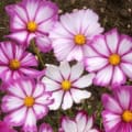 Pink and white Cosmos bipinnatus ‘Candy Stripe’ blooms in garden.