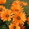 Bright orange African daisies (Dimorphotheca aurantiaca) in full bloom.