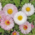 Bellis perennis, daisy flowers, garden, pink and white blooms, floral, perennial plant.
