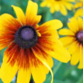 Bright yellow Rudbeckia hirta flower with dark center, vibrant garden bloom.