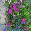 Deer resistant wildflower mix