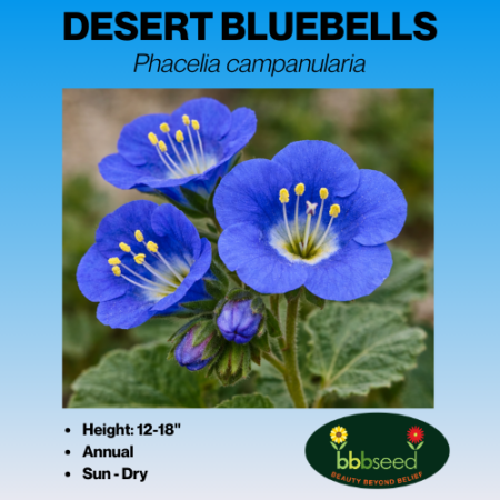desert bluebell tag