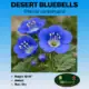 desert bluebell tag