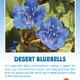 Desert Bluebells Wildflower Seeds