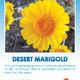 Desert Marigold Wildflower Seed Packet