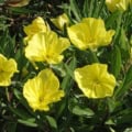 Primrose Evening primrose flowers in vibrant yellow.