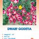 Dwarf Godetia Wildflower Seeds