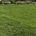 Emerald III Tall Fescue Blend for lush, durable lawns. Perfect for residential and commercial landsc.