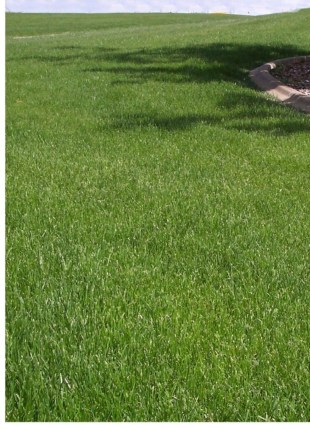 Photo of a field planted with the Emerald Tall Fescue Mix.