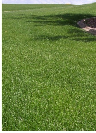 Planting a New Tall Fescue Stand? a Guide to Commercially Available Tall  Fescue Varieties