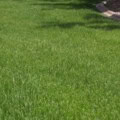 Lush green Emerald III Tall Fescue lawn for durable, high-quality turf.