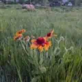 Bright Gaillardia Firewheel with yellow and red petals in a grassy field.