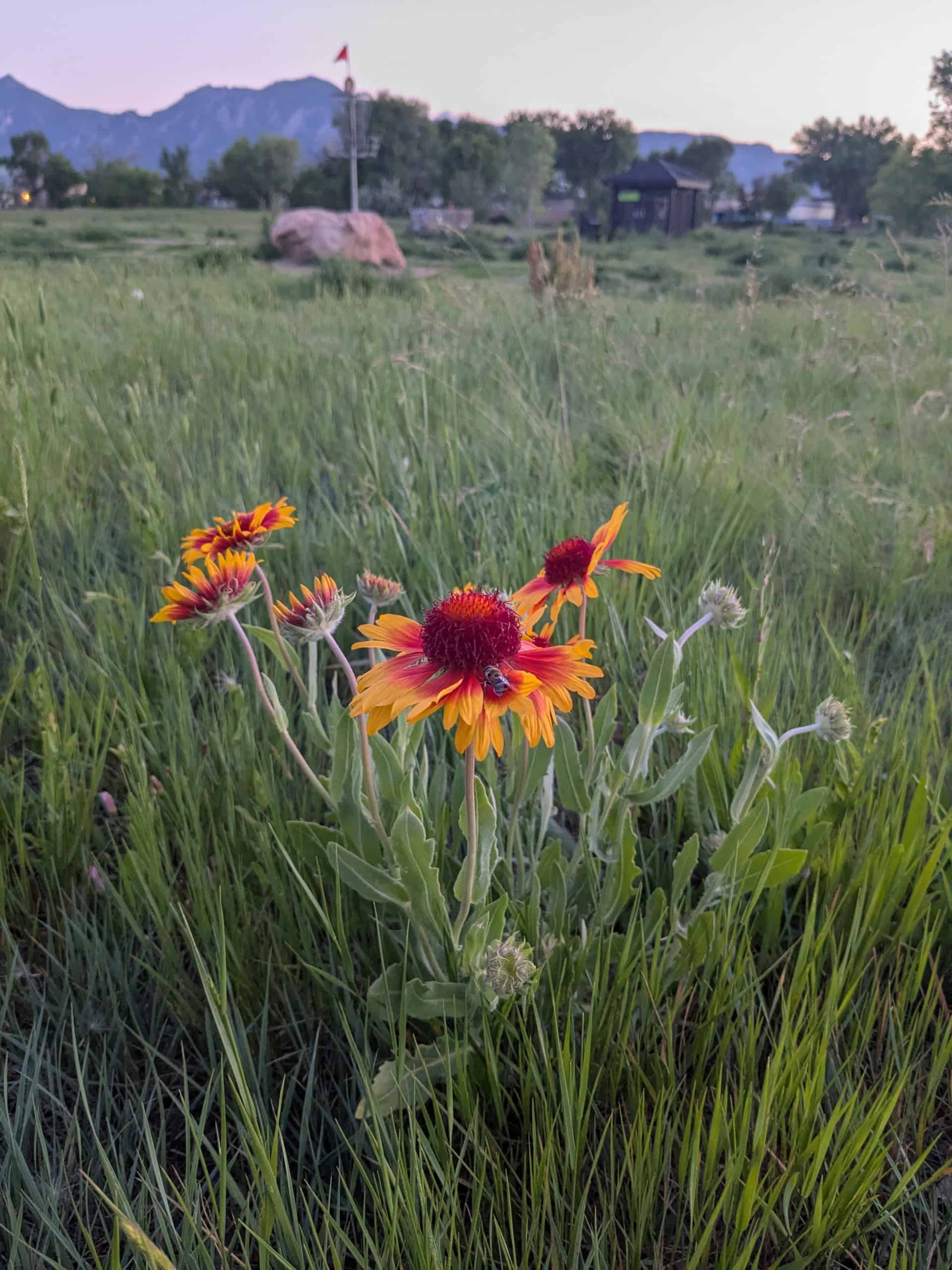 Gaillardia Aristata Poisonous Blanket Flowers Firewheel Blanket Flower Wildflower  Seeds BBB Seed
