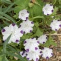 Wildflower Nemophila maculata with white petals and purple spots, blooming in a garden setting.