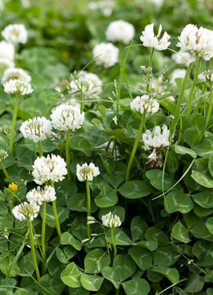 Blossoms on a patch of White Dutch Clover.