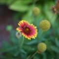 Indian Blanket Gaillardia flower in bloom, vibrant red and yellow petals.
