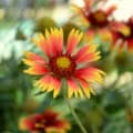 Bright Gaillardia pulchella flower with red and yellow petals in full bloom.
