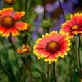 Bright Gaillardia Indian Blanket flowers in full bloom with vibrant red and yellow petals.