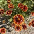 Bright red and yellow Gaillardia Firewheel blooms with a bee collecting nectar.