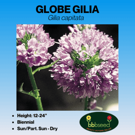 Globe Gilia