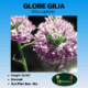 Globe Gilia