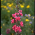 Dwarf Godetia Clarkia amoena flower with pink blooms in a garden setting.