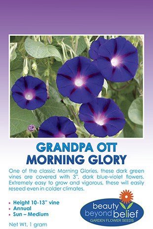 Grandpa Ott Morning Glory