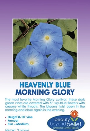 Heavenly Blue Morning Glory