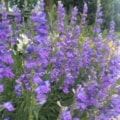 Rocky Mt. penstemon