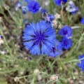 Blue bachelor button flower