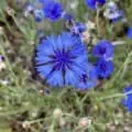 Blue bachelor button flower